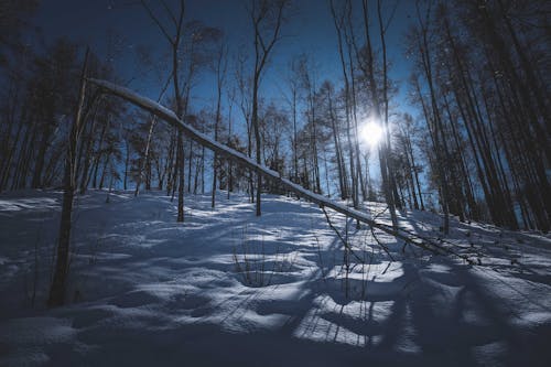 Snowy forest with leafless trees at sunlight