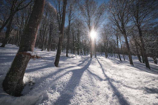 Beautiful snowy forest with sunlight streaming through the trees, casting long shadows on the snow.