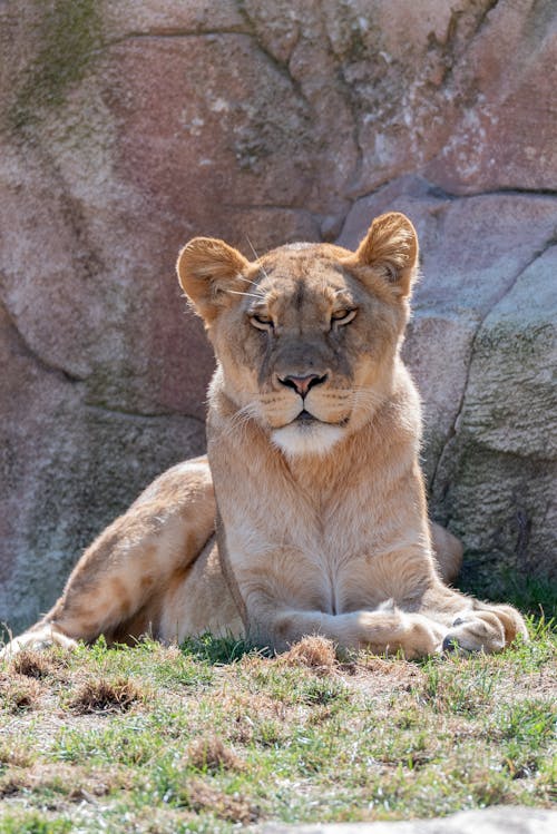 Free Brown Lioness Lying on Grass Stock Photo
