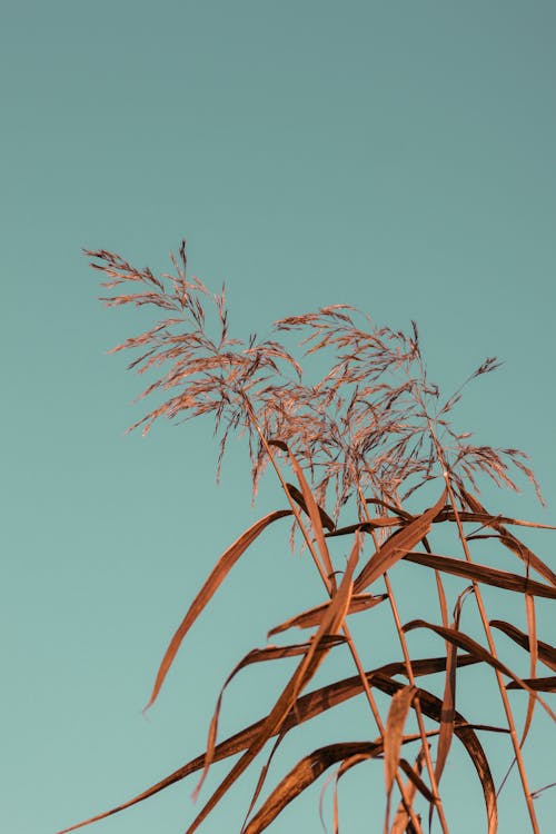 Dry tall grass with thin stems and long leaves with fluffy inflorescence growing under blue cloudless sky in daytime in nature