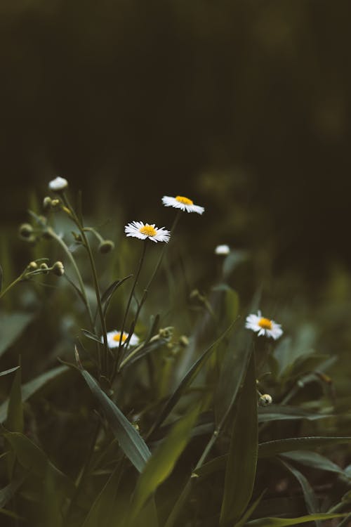 Blooming chamomiles growing in field