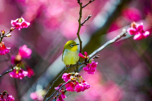 Free A Warbling White Eye bird perched among vibrant pink cherry blossoms, capturing the beauty of wildlife in spring. Stock Photo