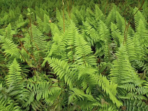 Free Lush green ferns covering the forest floor in the Narayani region, Nepal. Stock Photo