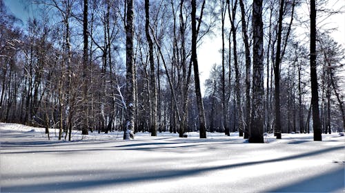 Foto profissional grátis de coberto de neve, com frio, congelando