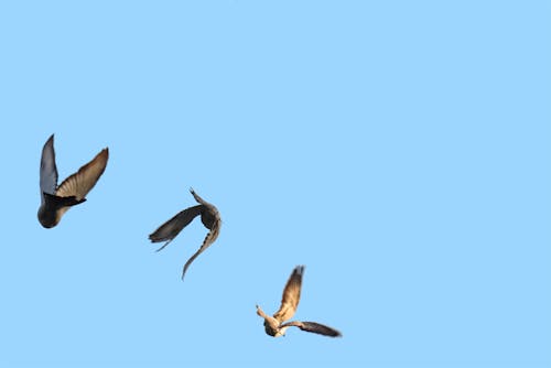 Бесплатное стоковое фото с голубь, летящая птица, птица