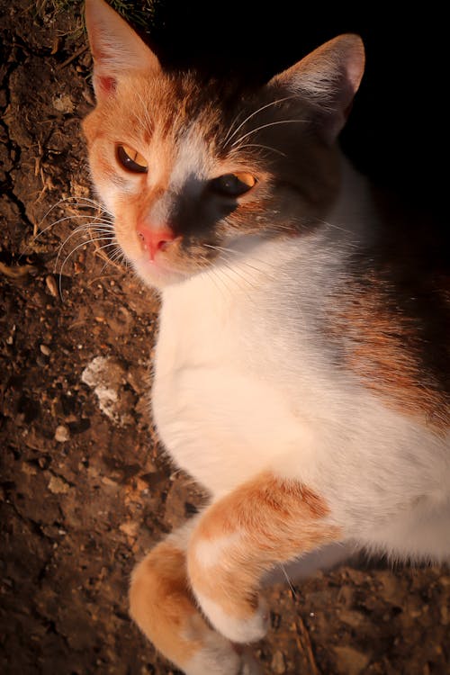 Бесплатное стоковое фото с sunkist, кошачьи глаза, кошачья мордочка
