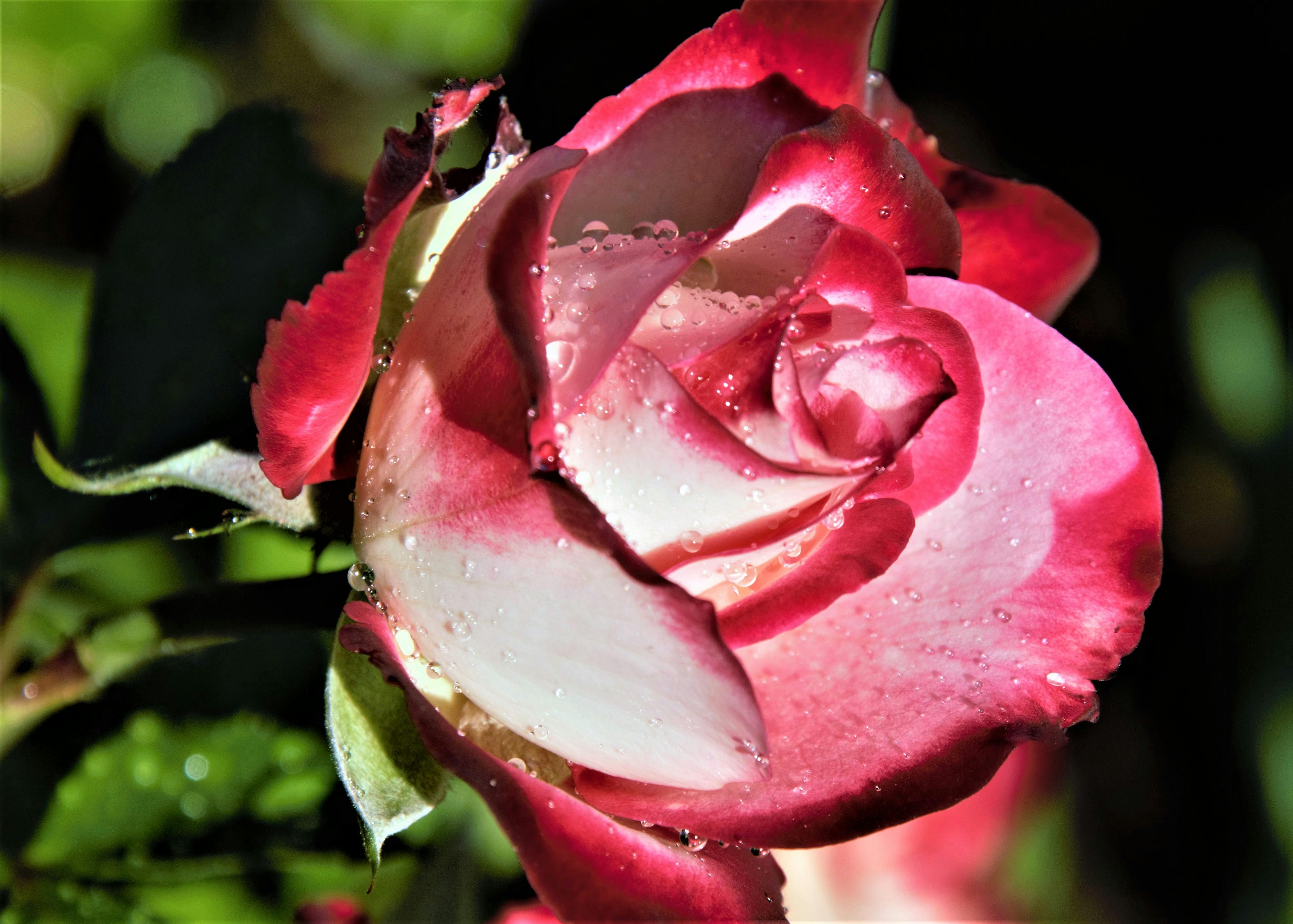 Person calculating taxes with calculator and documents