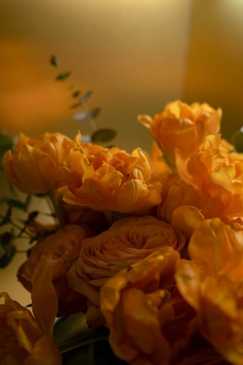 Free Close-up of vibrant yellow roses with a soft focused background, ideal for nature themes. Stock Photo