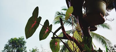 Hướng dẫn sử dụng hóa đơn điện tử cho người mới bắt đầu