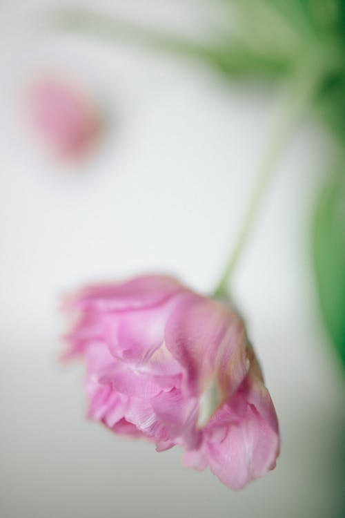 Gratis arkivbilde med blomsterfotografering, nærbilde, rosa blomst