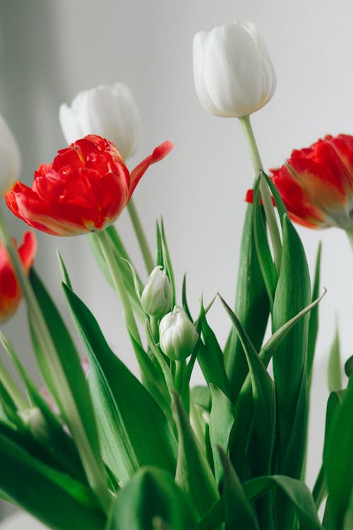 Free Close Up Photography of Red and White Tulips in Bloom  Stock Photo
