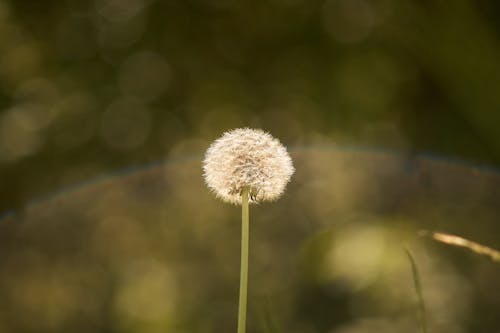 Photos gratuites de arc-en-ciel, fleur, fleurs