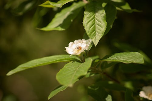 Photos gratuites de abeille, abeilles, fleur