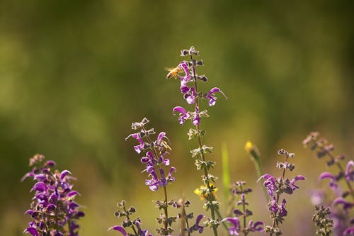 Photos gratuites de abeille, abeilles, fleur