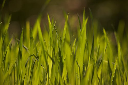 Green Grass in Close-Up Photography