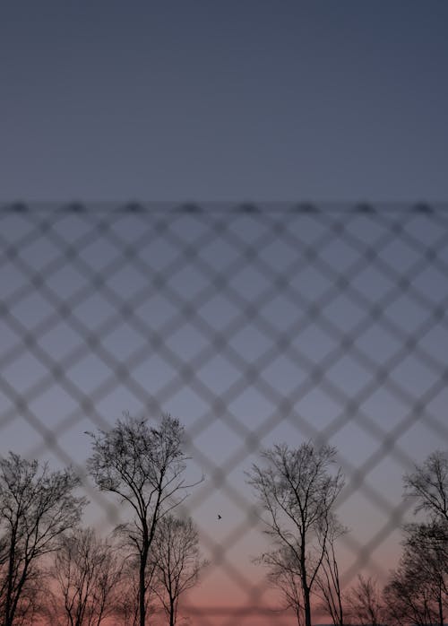 Chain Link Fence Near Bare Trees