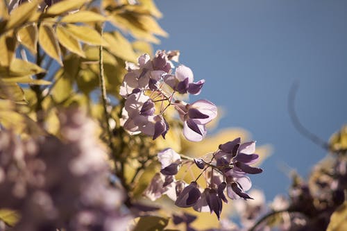 Photos gratuites de fleur, fleurs, glycine