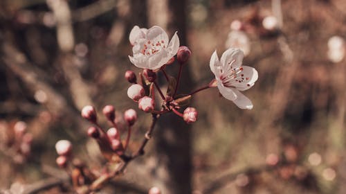 Photos gratuites de fleur, fleur de cerisier, fleurs