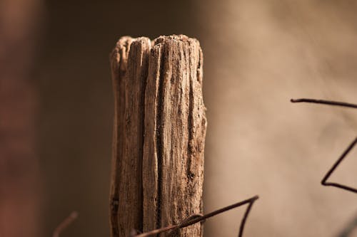 Photos gratuites de bois, nature