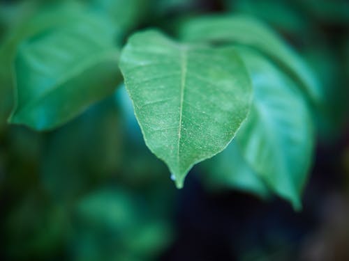 Photos gratuites de feuilles, nature, vert