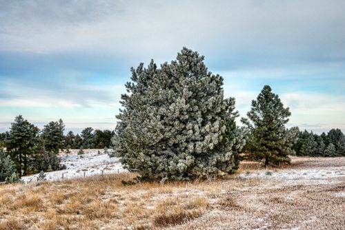 Free A serene winter landscape with frost-covered pines in Edgemont, South Dakota. Stock Photo