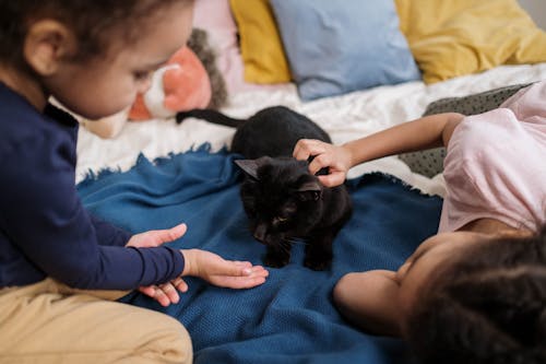 Free Black Cat on the Bed Stock Photo