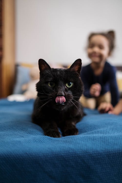 Fotobanka s bezplatnými fotkami na tému cicavec, čierna mačka, deti