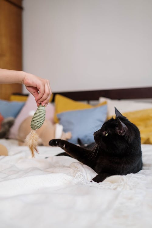 Free Black Cat on the Bed Stock Photo