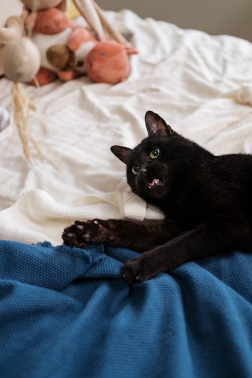 Free Playful Black Cat on the Bed Stock Photo