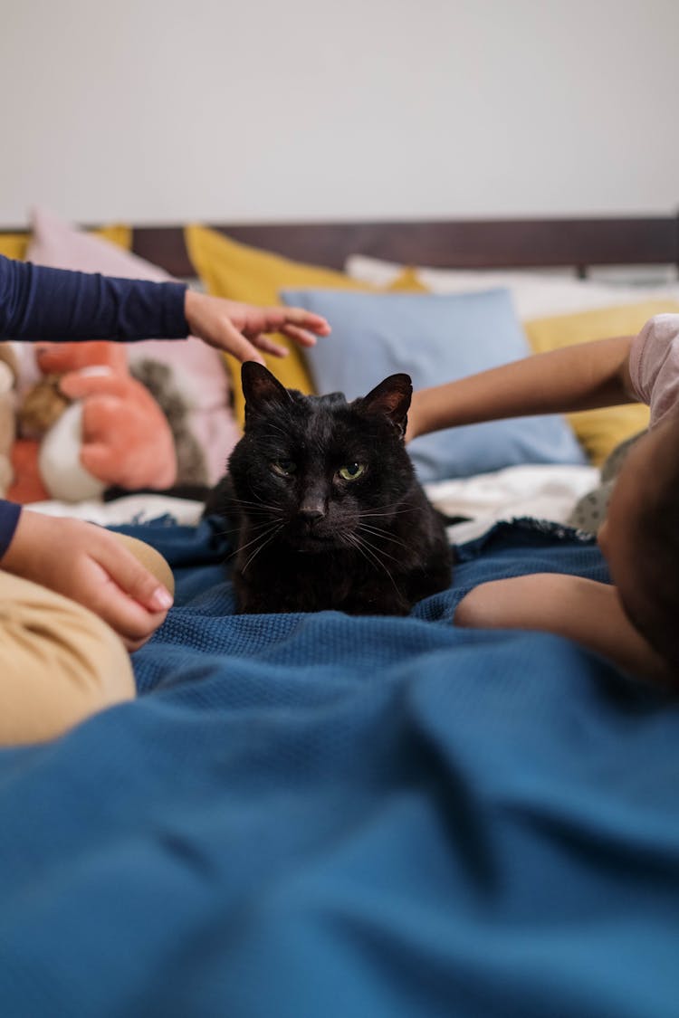 Kids Playing With Black Cat