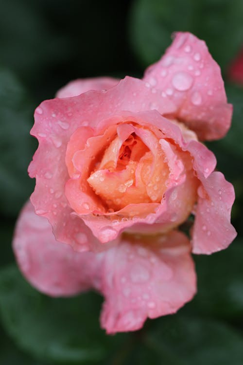 Free Fotografi Close Up Bunga Kelopak Merah Muda Dengan Embun Air Stock Photo