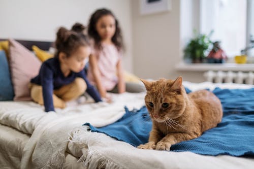 Free Orange Tabby Cat on the Bed Stock Photo