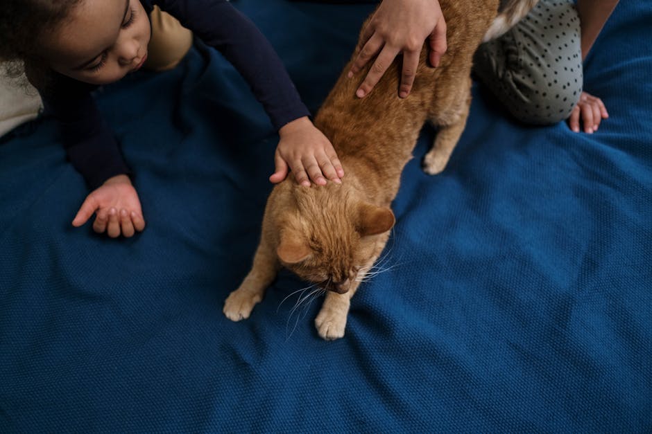 Orange Tabby Cat on Blue Textile