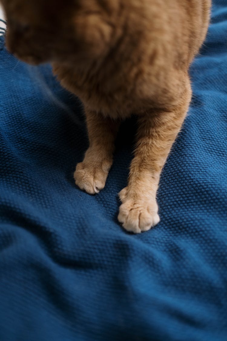 Orange Tabby Cat On Blue Textile