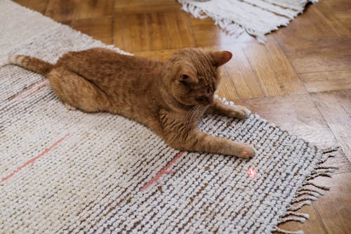 Free Orange Cat Playing with Laser Pointer Stock Photo