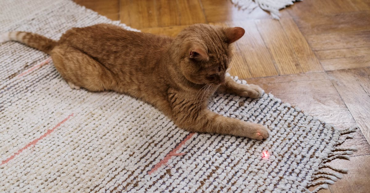 Orange Cat Playing with Laser Pointer