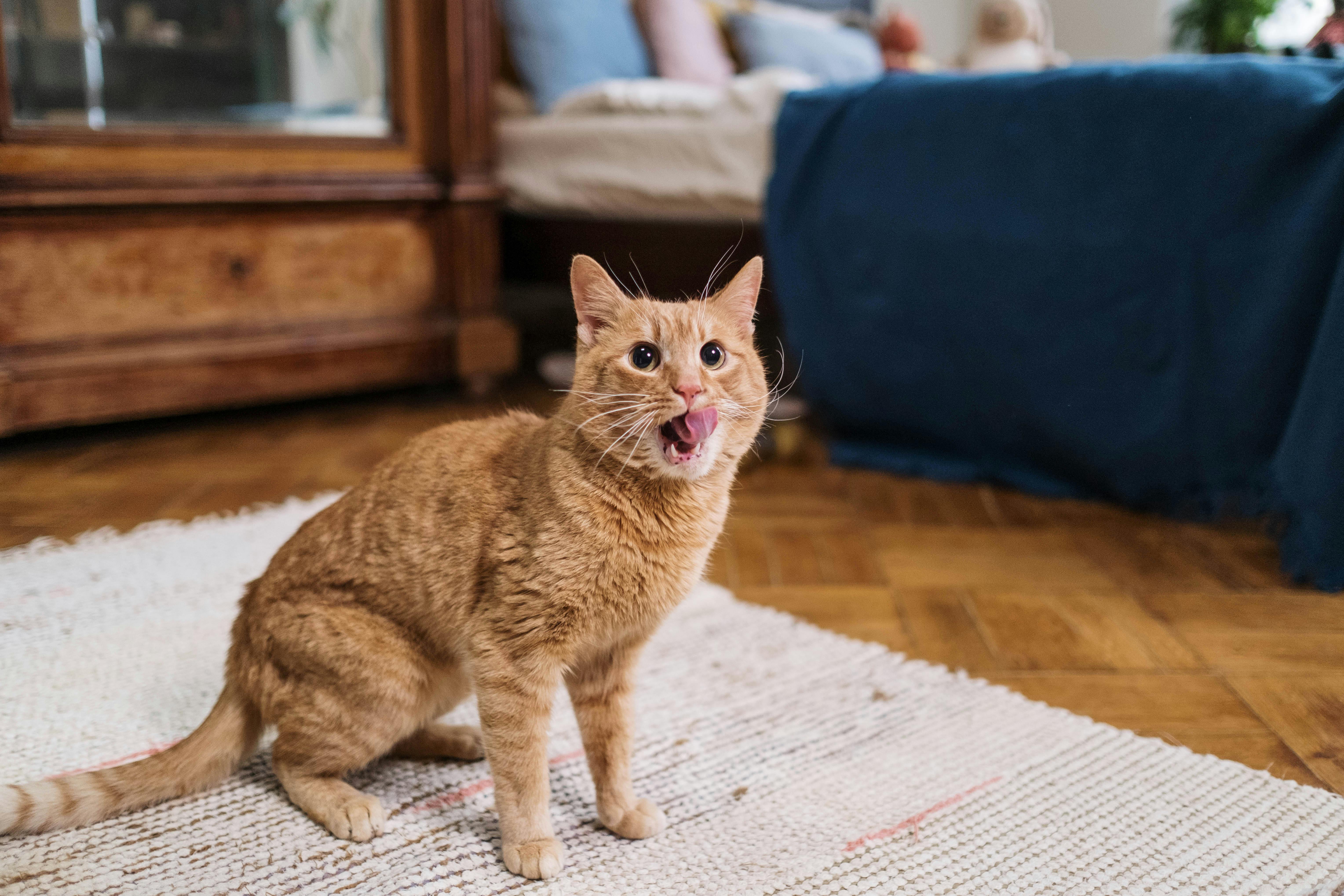 Ginger cat playfully sticking out its tongue inside a cozy room setting.