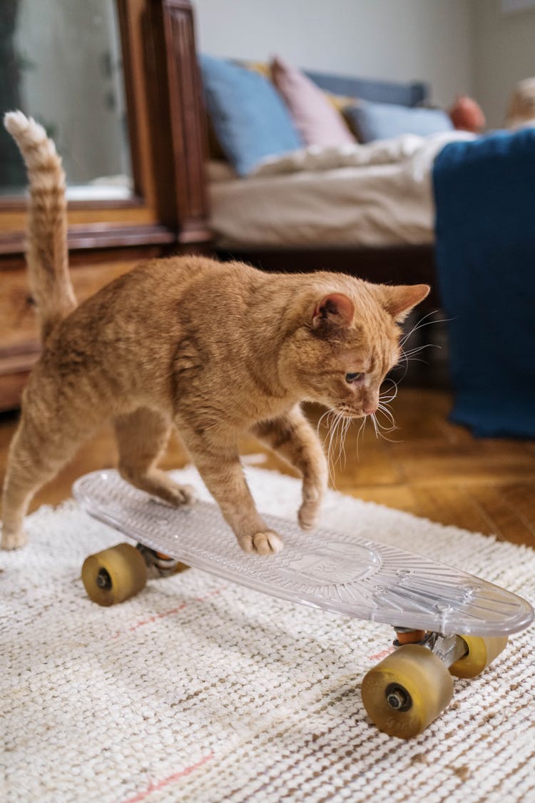 Orange Tabby Cat On Penny Board