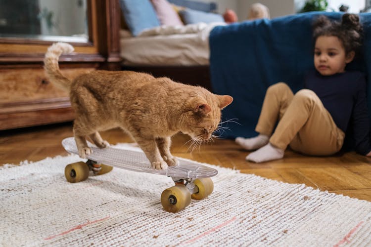 Orange Tabby Cat On Penny Board