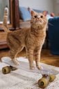 Orange Tabby Cat on Penny Board