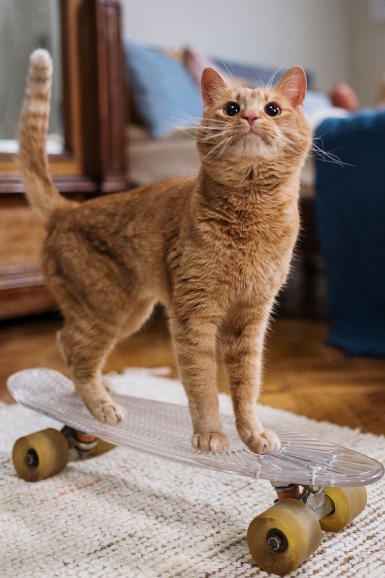 Orange Tabby Cat On Penny Board