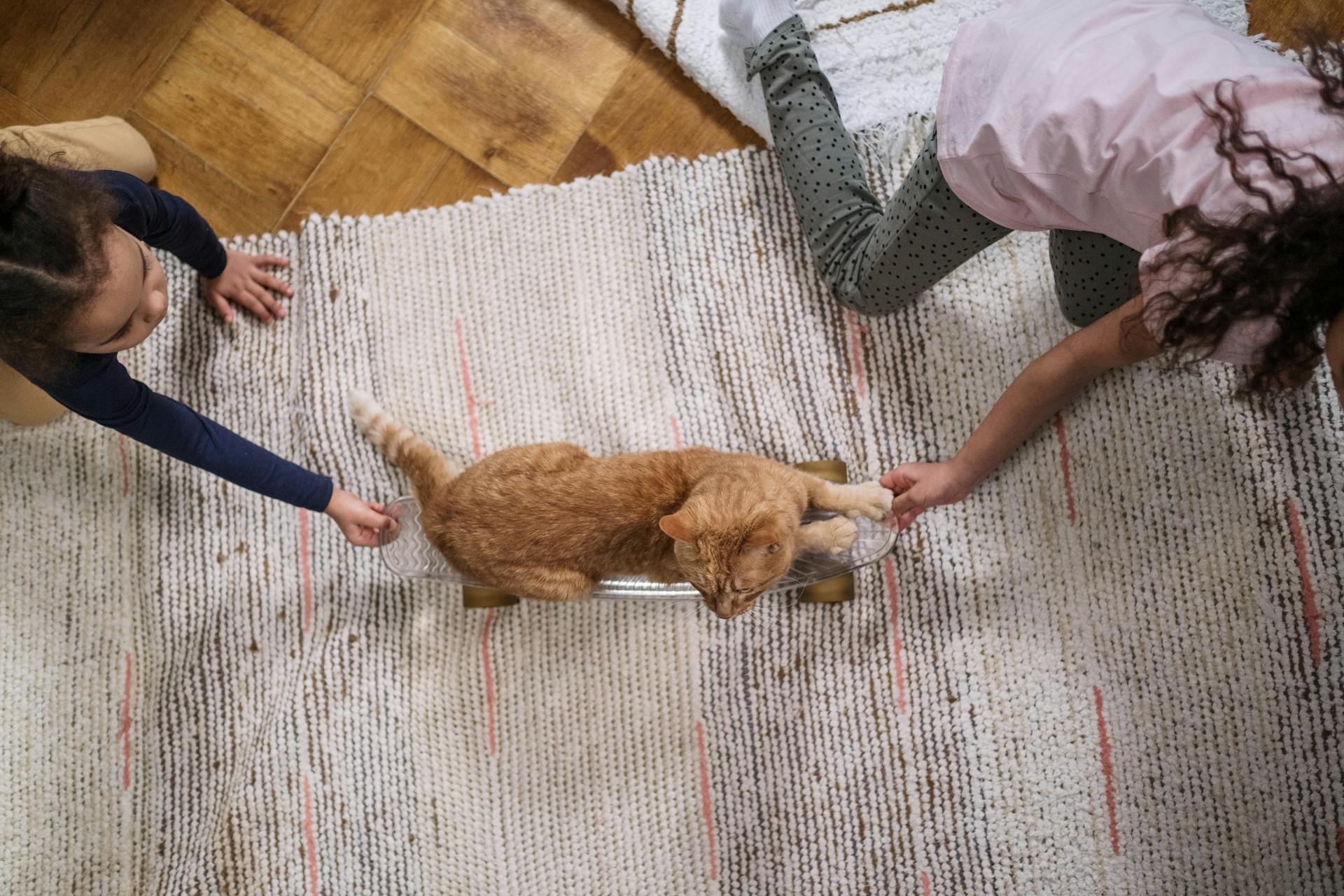 Orange Tabby Cat on Penny Board