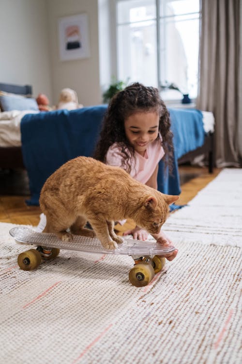 Orange Tabby Cat on Penny Board