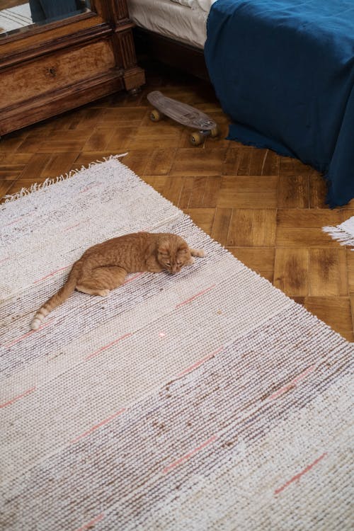 Orange Tabby Cat on White Rug