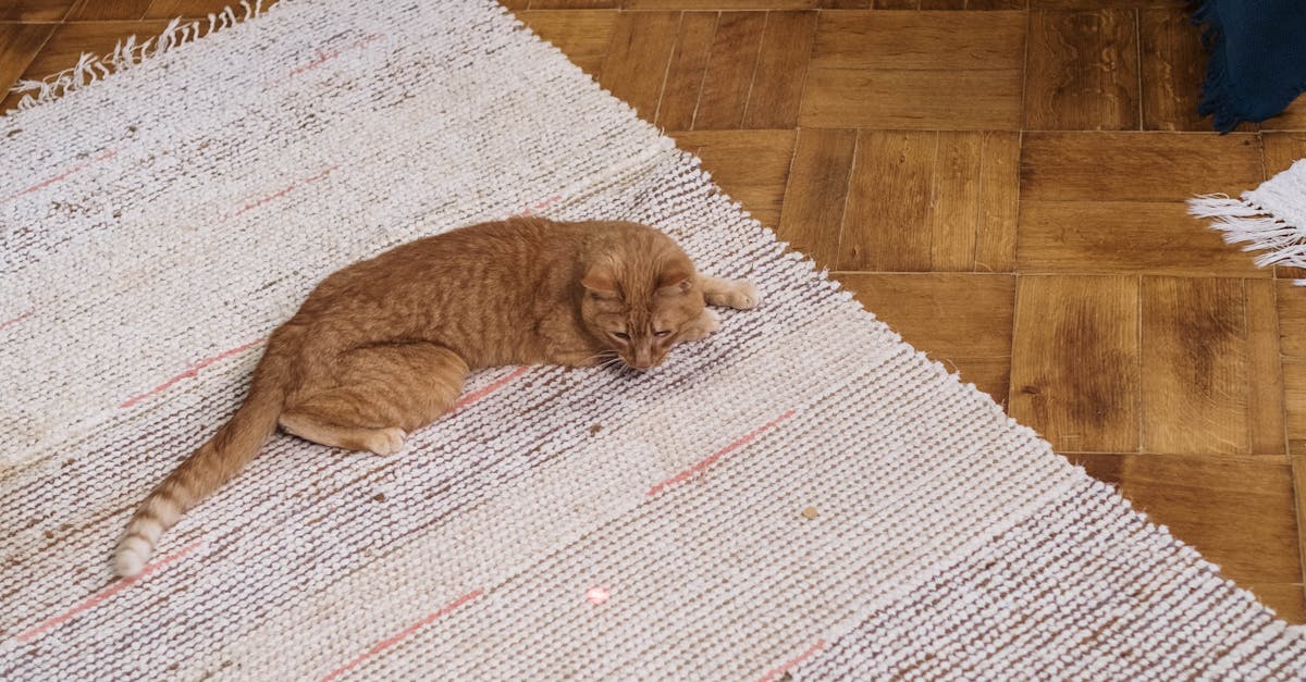 Why are orange cats so nice Reddit