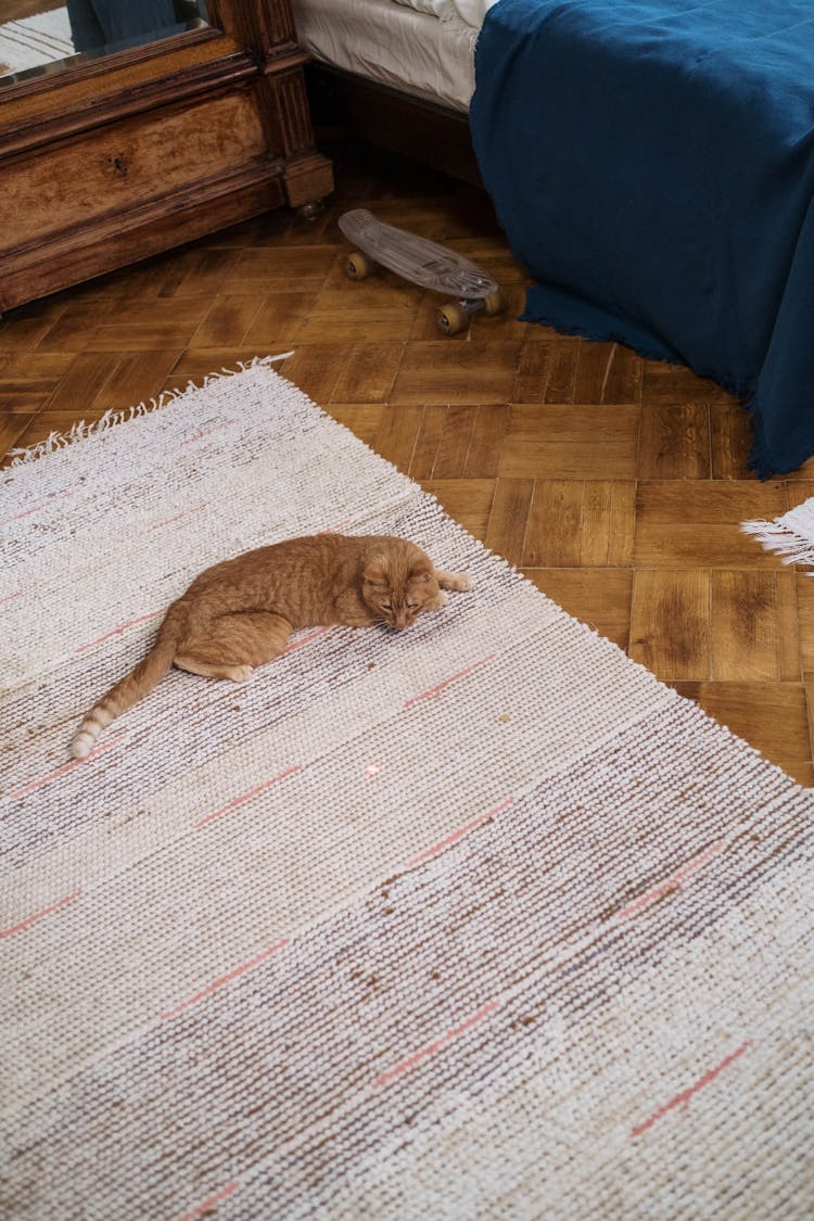 Orange Tabby Cat On White Rug