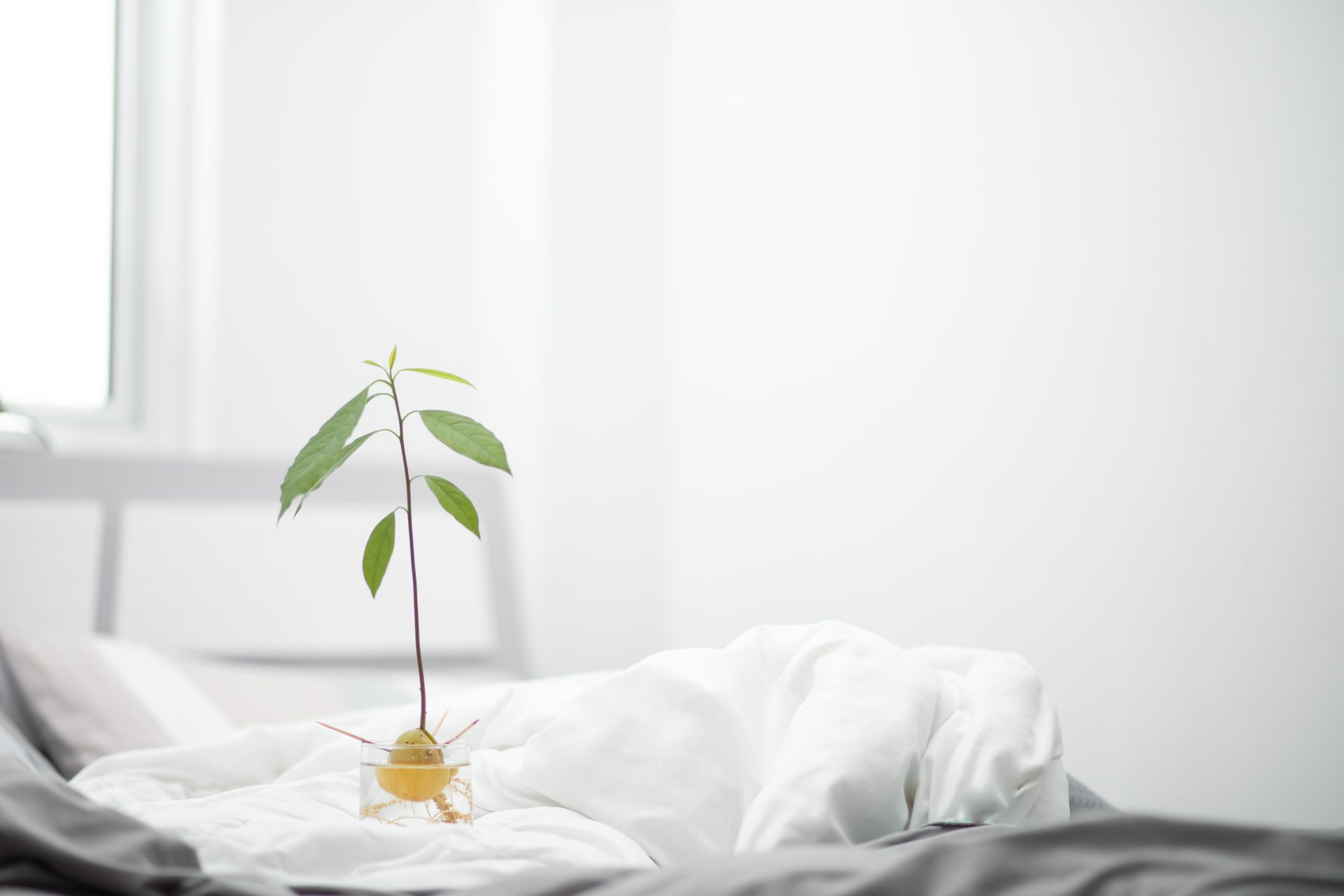 Glass of water with avocado growing from seed with green stem and leaves placed on bed near window at home