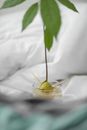 Planted Seed Sprouted a Plant