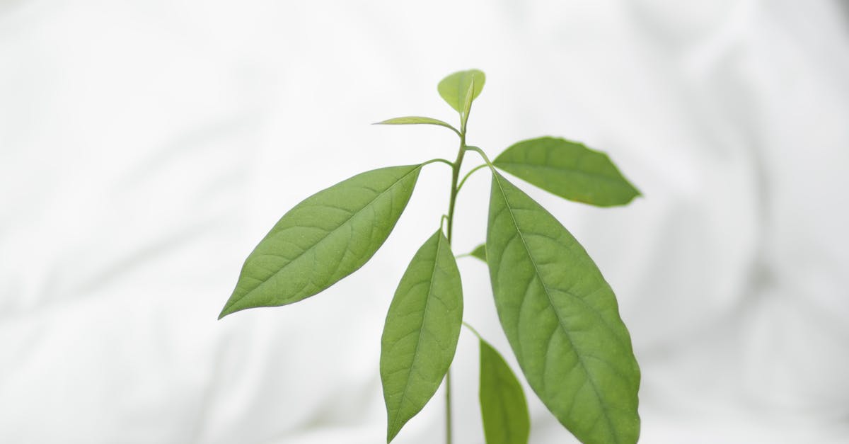 How to plant a mango seed in water