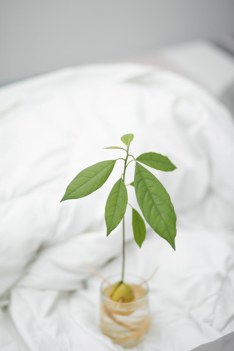 Avocado Stem On White Bed